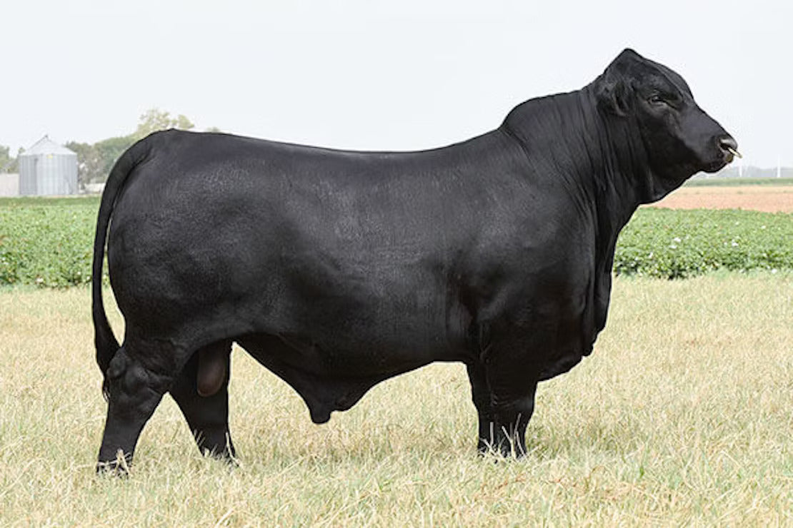SB The Godfather 804G1 Bull Semen * Genesource