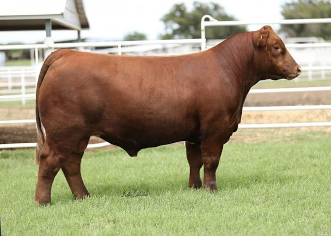 Most Wanted Bull Semen * Genesource