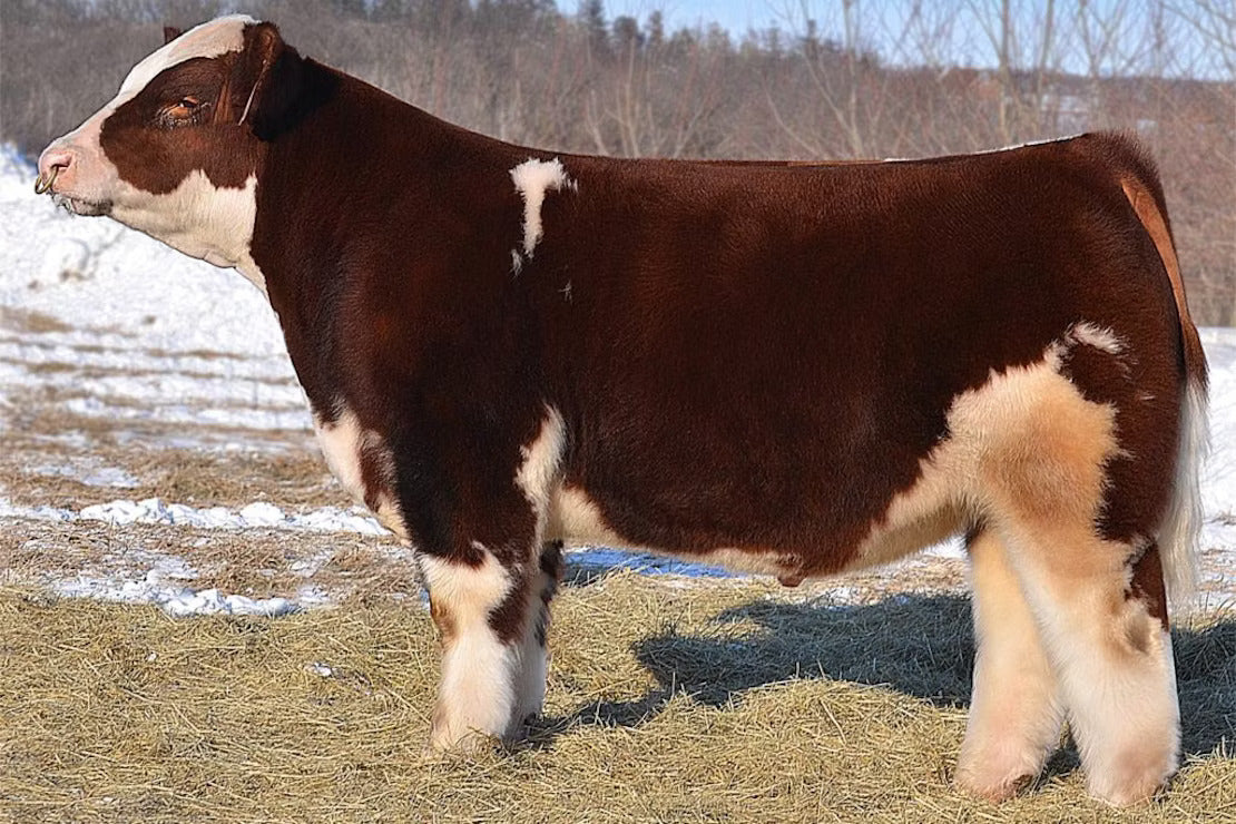 Man Among Boys Clones Bull Semen * Genesource