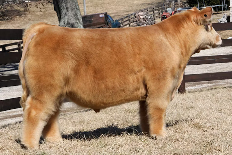 BAM! Bull Semen * Genesource