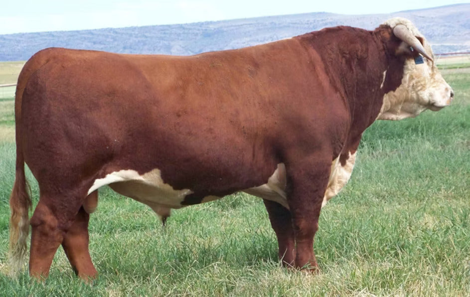 H Payback 807 ET Bull Semen * Genesource