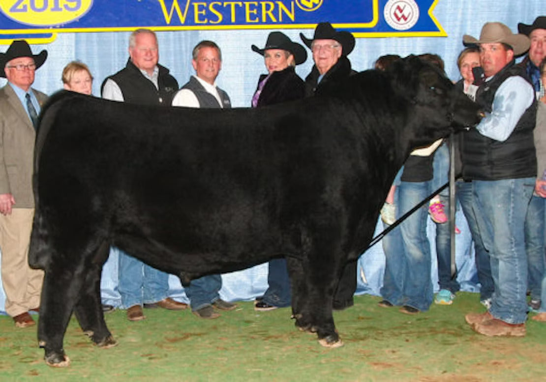 WB Pendleton 708 PVF SWSN Bull Semen * Genesource