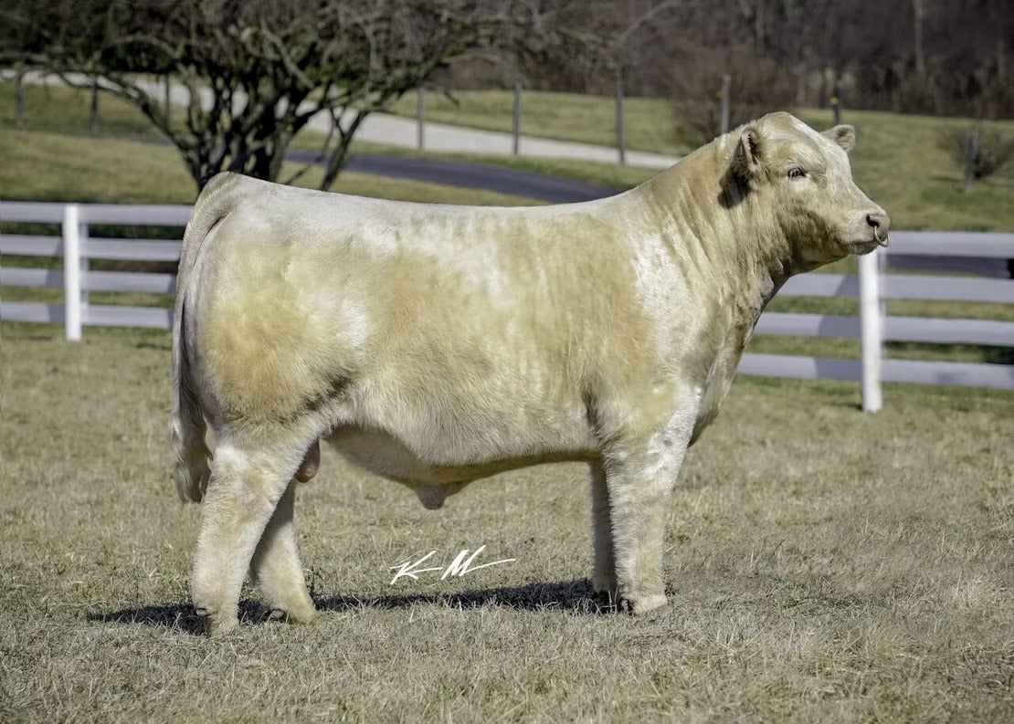 RRC I'm Your Huckleberry 511 Bull Semen * Genesource