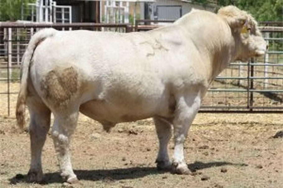 SSR Mr Driven PLD 6004 Bull Semen * Genesource