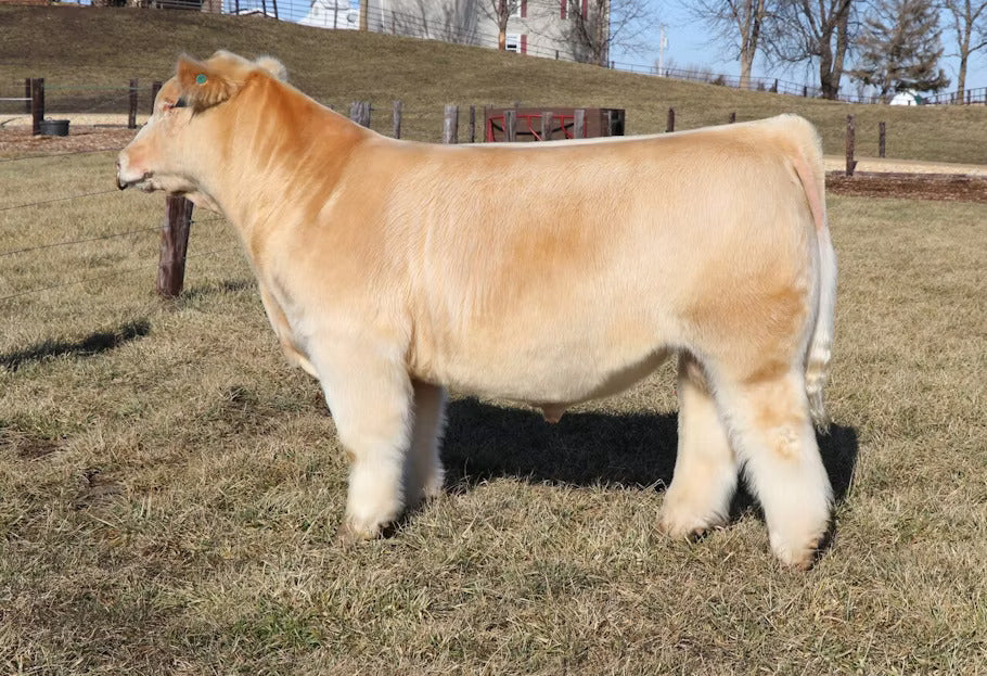 Sir Charles III Bull Semen * Genesource