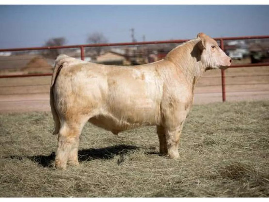 Mimms Snow Goose Bull Semen * Genesource