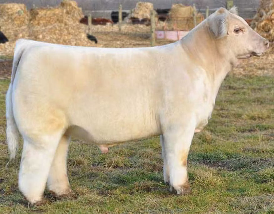 Steam Roller Bull Semen * Genesource