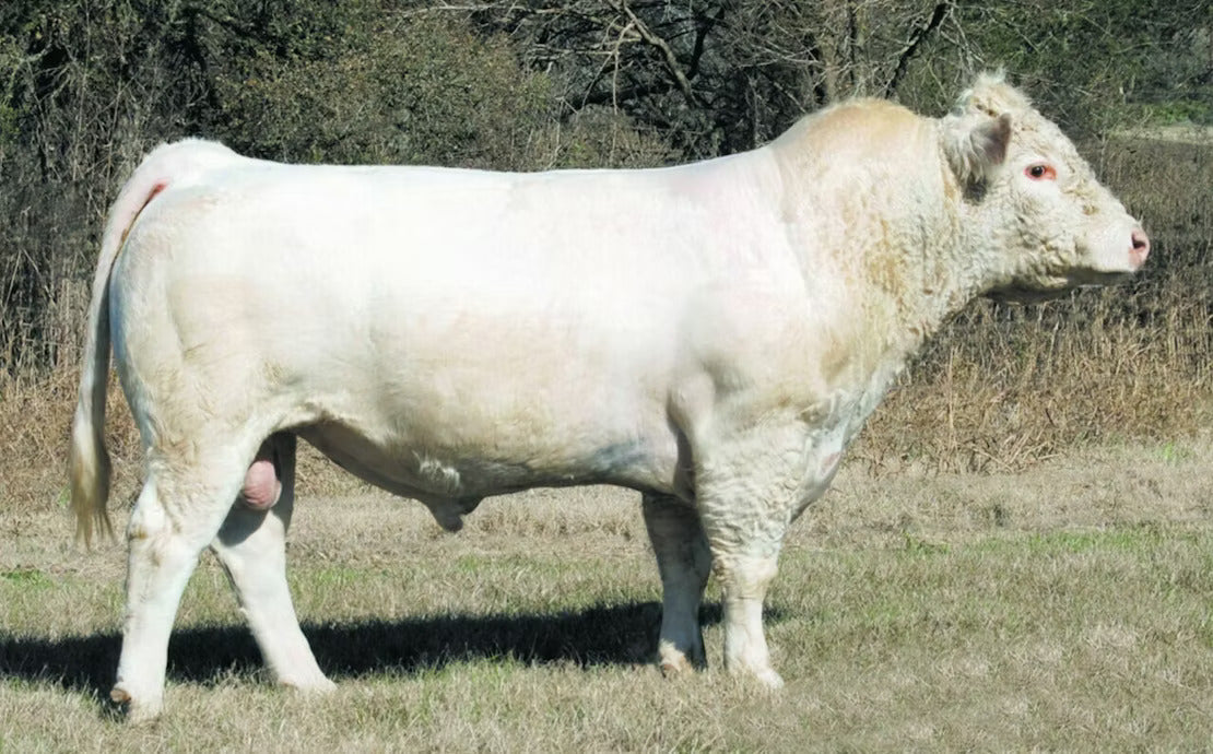 Leddy 20X Bull Semen * Genesource