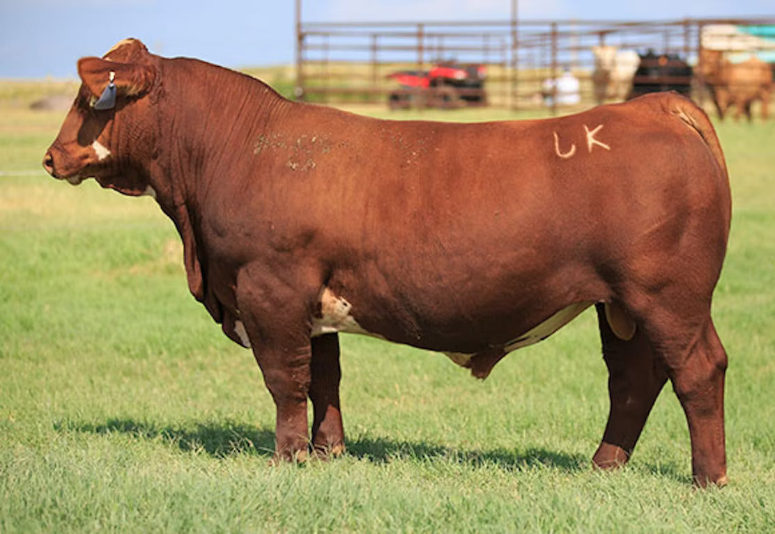 Light Em Up Bull Semen * Genesource