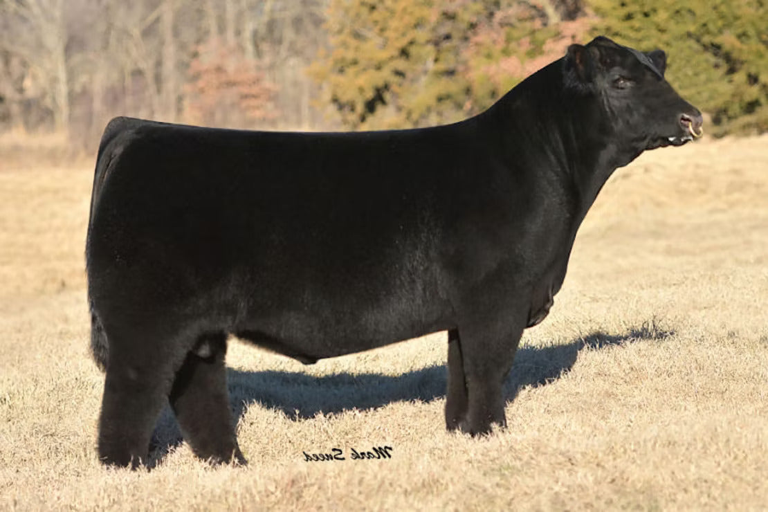 All That Matters 109B Bull Semen * Genesource