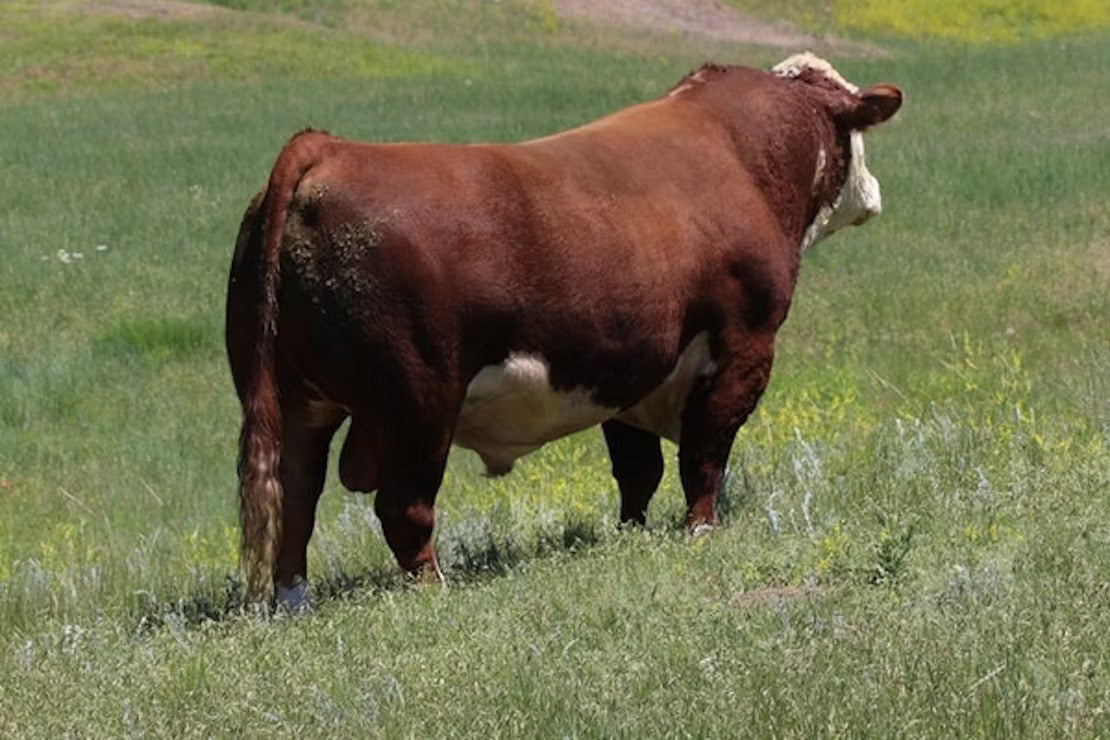 NJW 73S 38W Ridge 103C ET