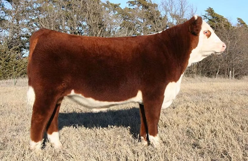 KJ TMG 236X Tebow 646Z