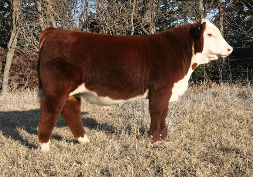 KJ 968R Polled Solution 668ZET