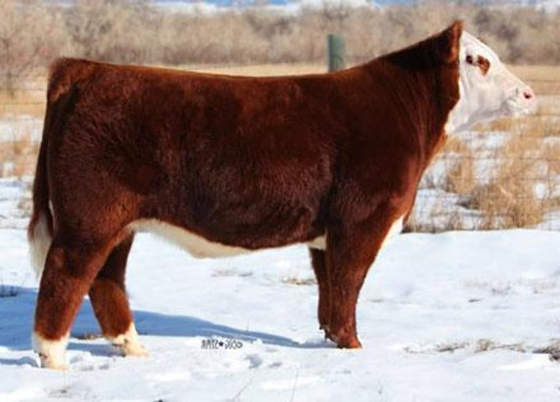 LSW WCC About Time X06 "True Grit"