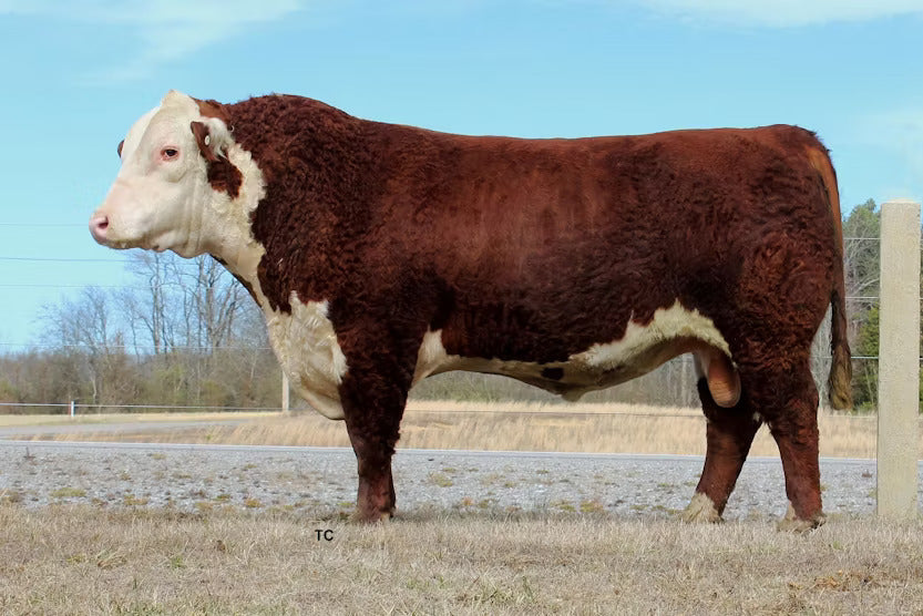 Loewen C&L 33N Apollo A42 ET