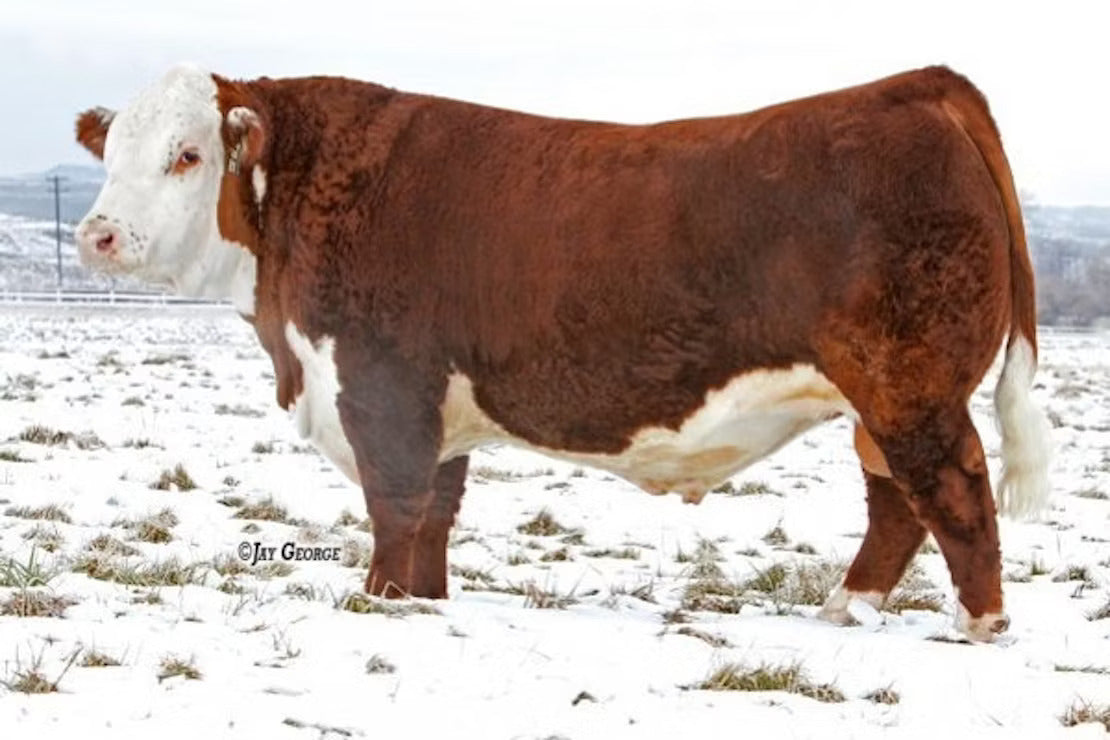 NJW 73S W18 Homegrown 8Y ET
