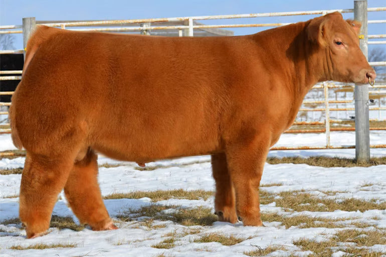 American Sniper Bull Semen * Genesource