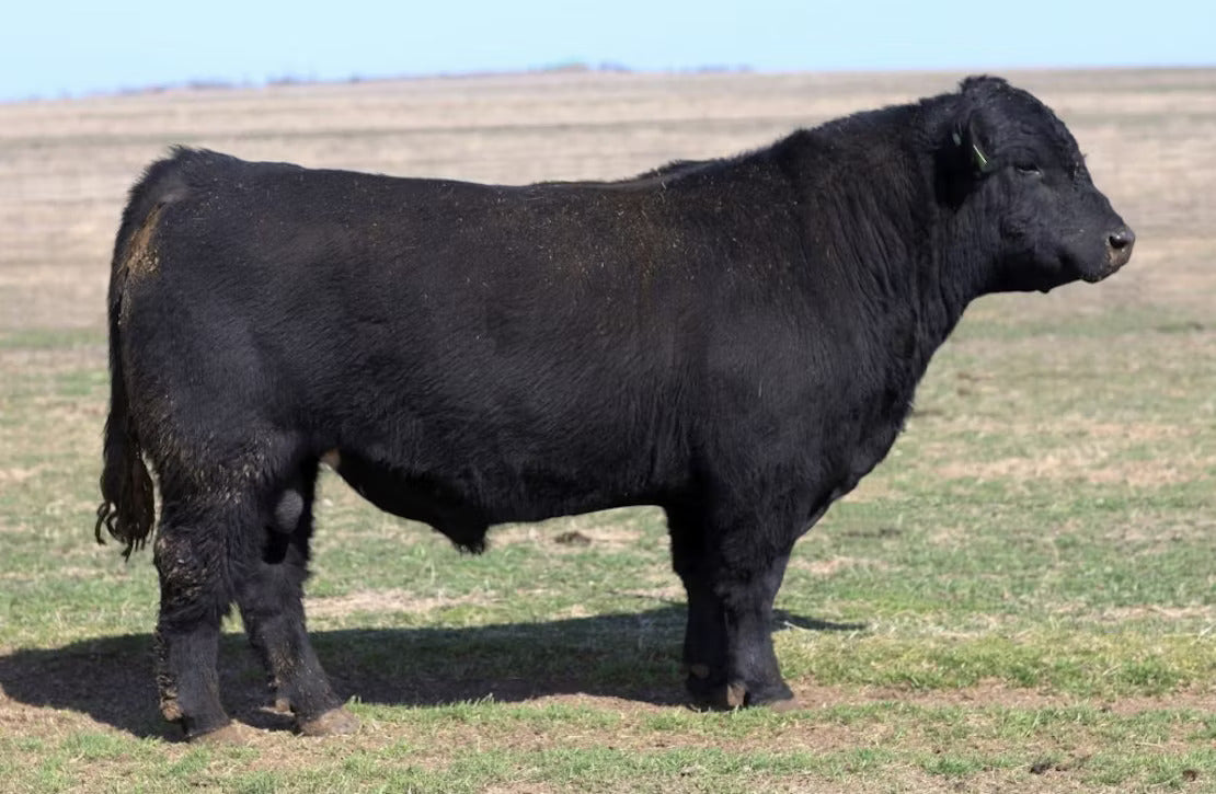 Dry County Bull Semen * Genesource