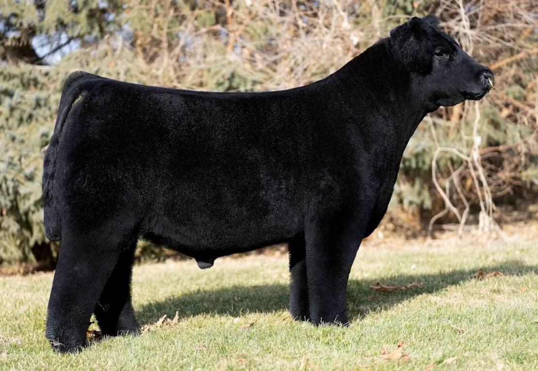 Loud N Heavy Bull Semen * Genesource