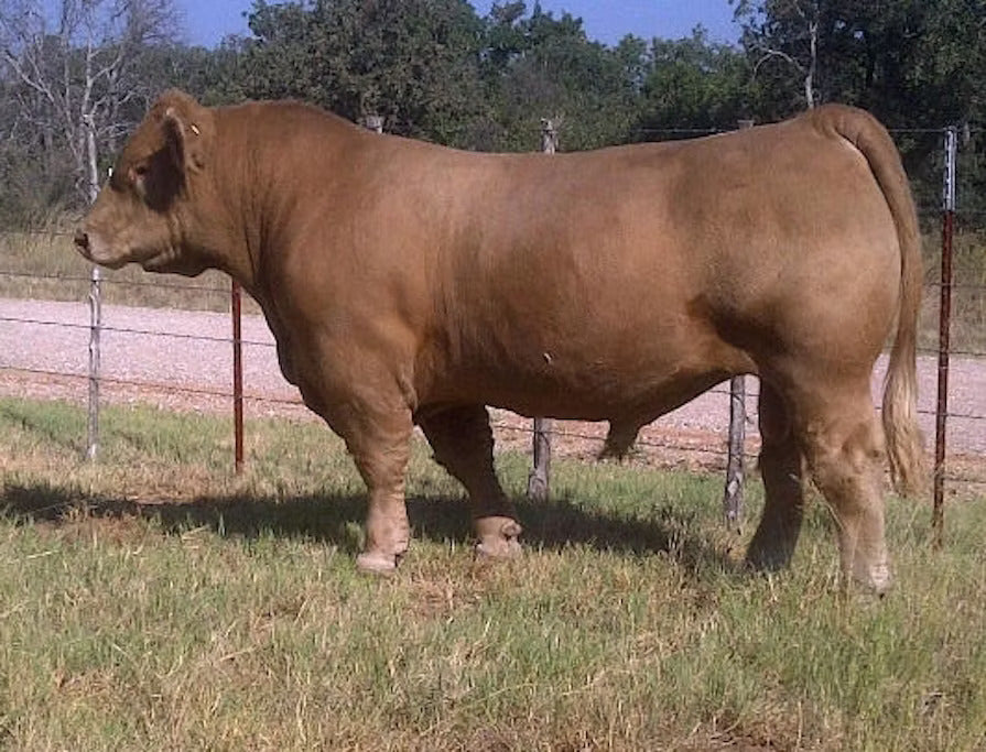 Solid Gold Bull Semen * Genesource
