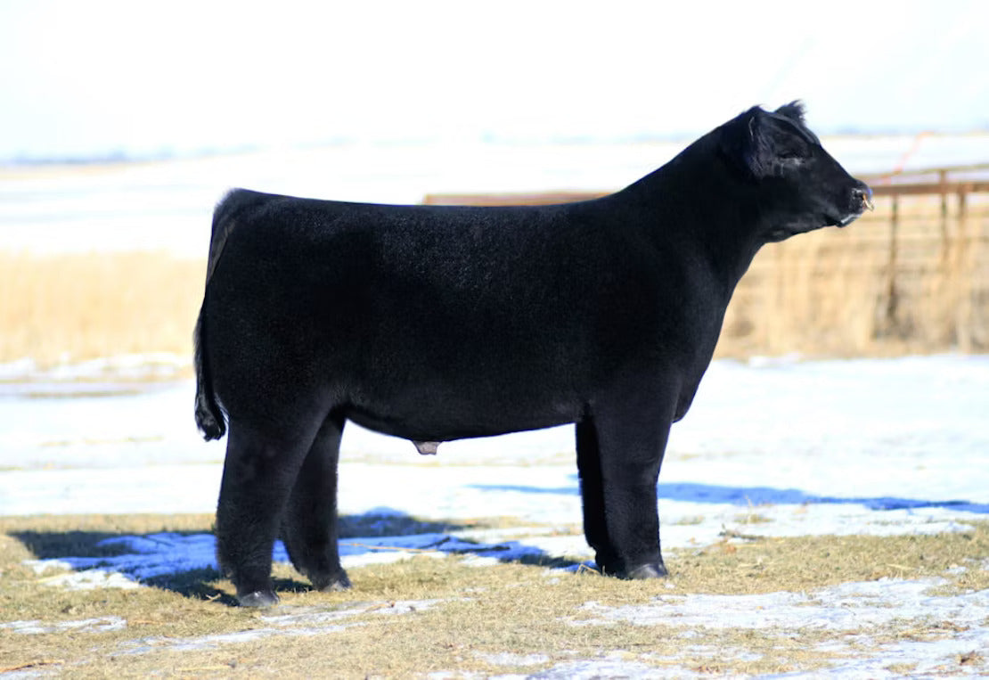 Heatwave Clones Bull Semen * Genesource