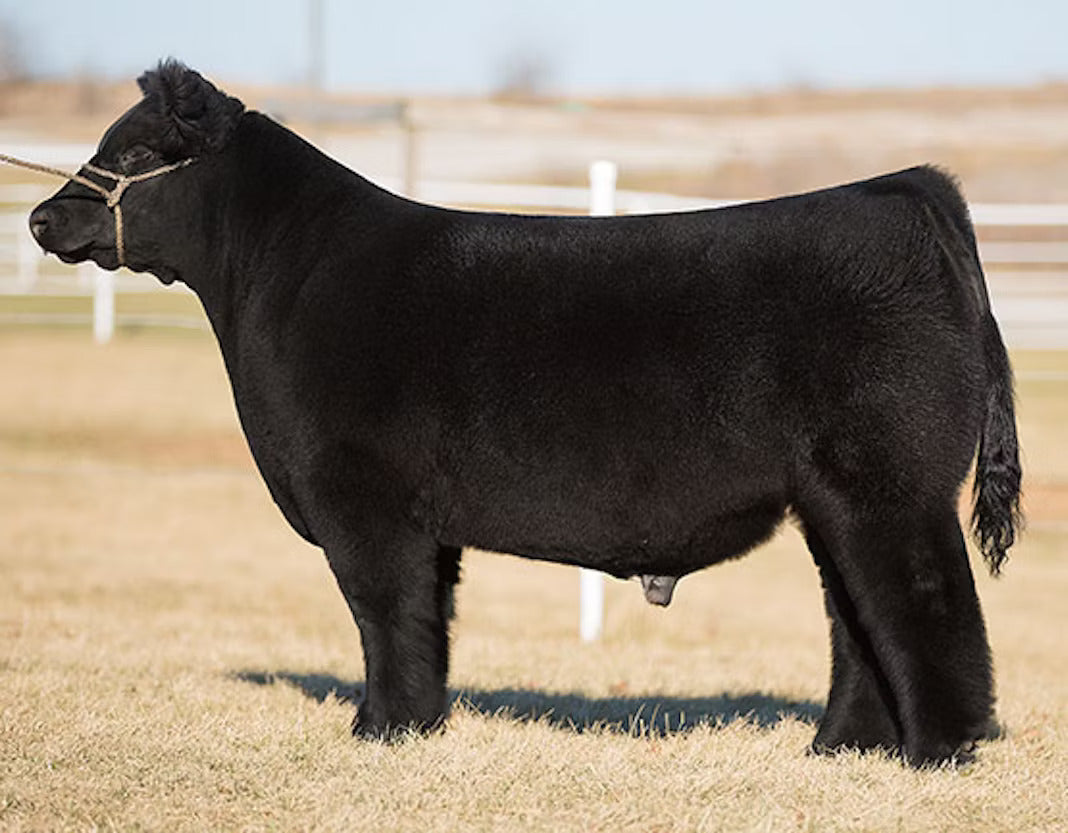 Honest Abe Bull Semen * Genesource