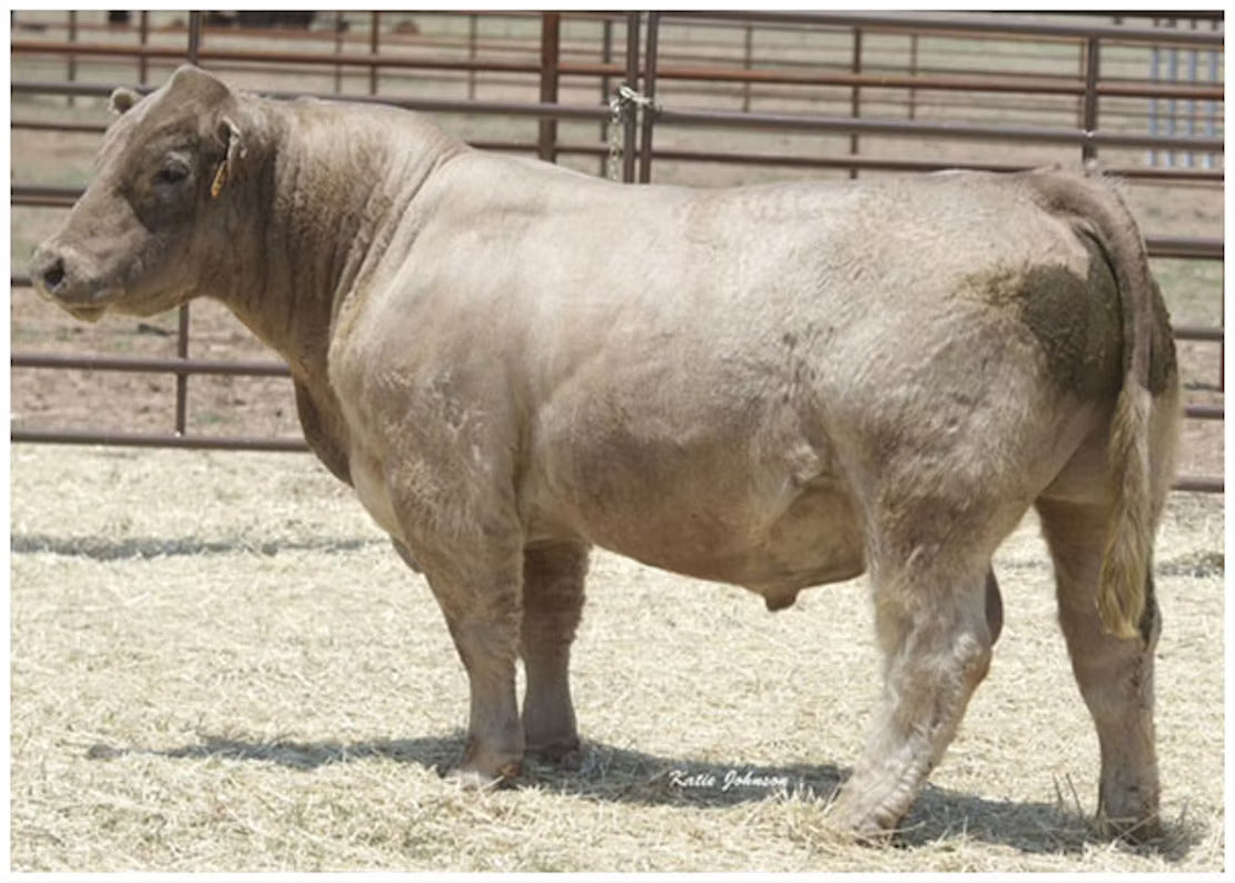 Lovin The Business Bull Semen * Genesource