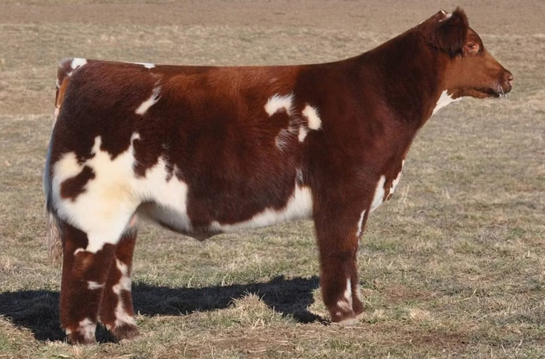 Medicine Man Bull Semen * Genesource