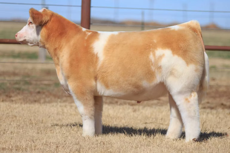 Brass Monkey Bull Semen * Genesource