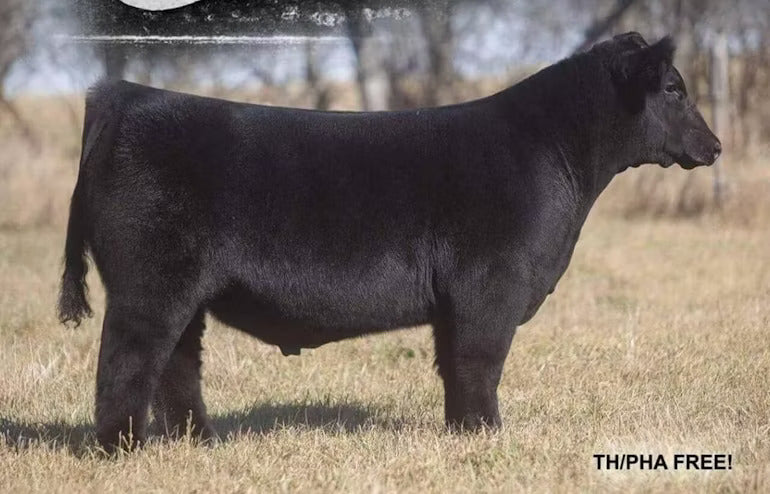 U Need Me Bull Semen * Genesource