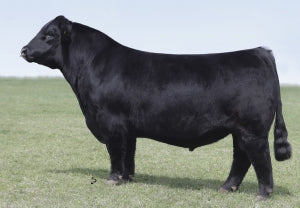 JBSF Logic 5E Bull Semen * Genesource