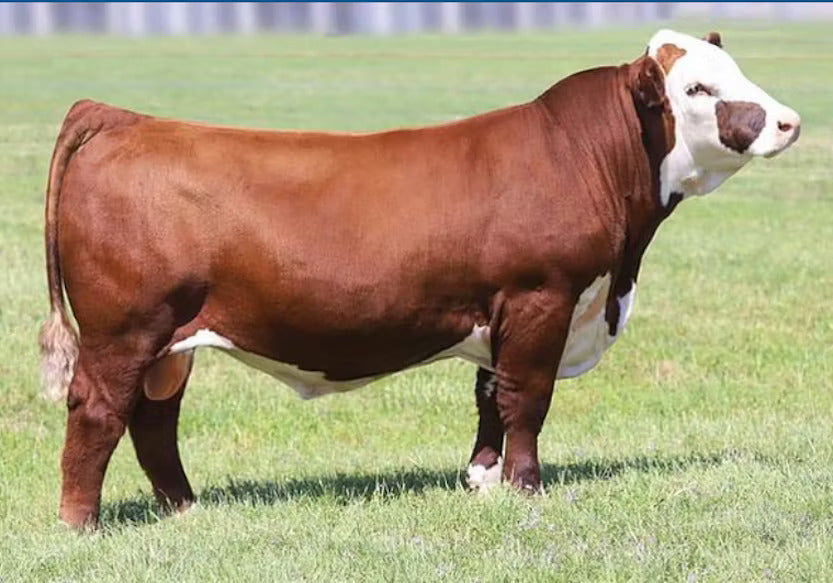 JDH AH Standout 16G ET