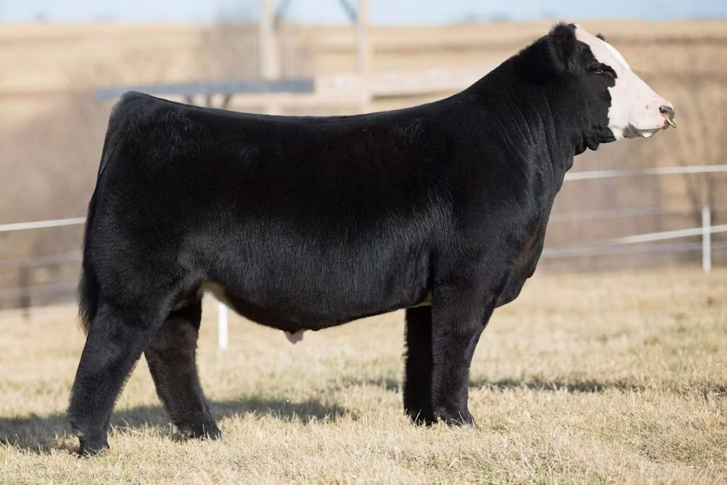 Jass On The Mark 69D Bull Semen * Genesource
