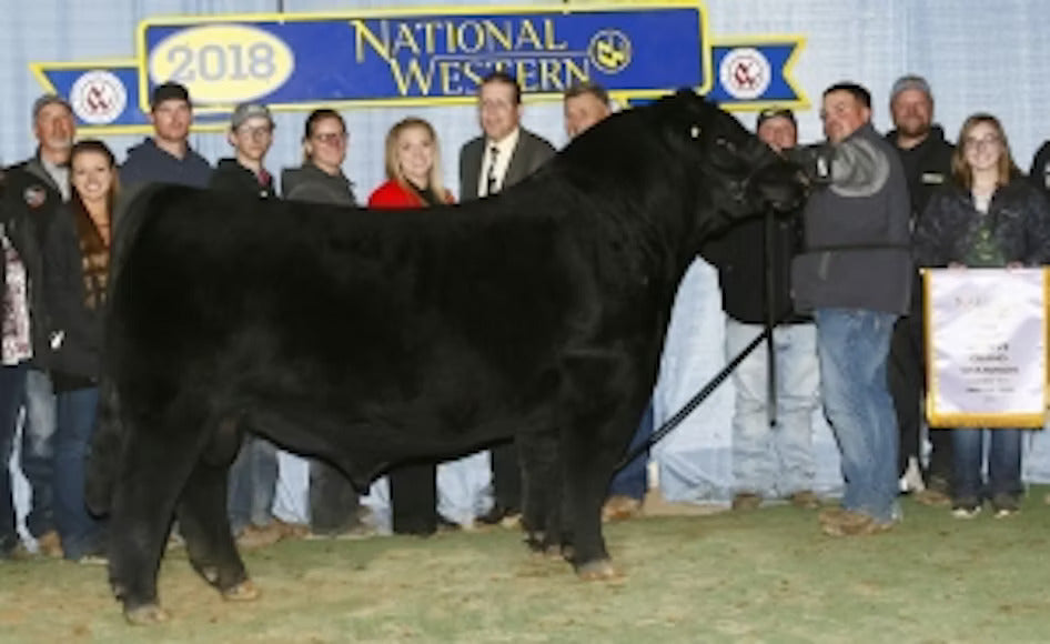 TJSC Hammer Time 35D Bull Semen - Genesource