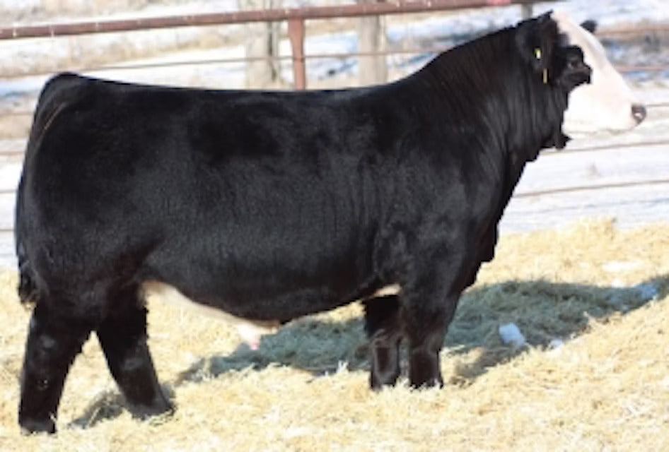 W/C Loaded Up 1119Y Bull Semen - Genesource