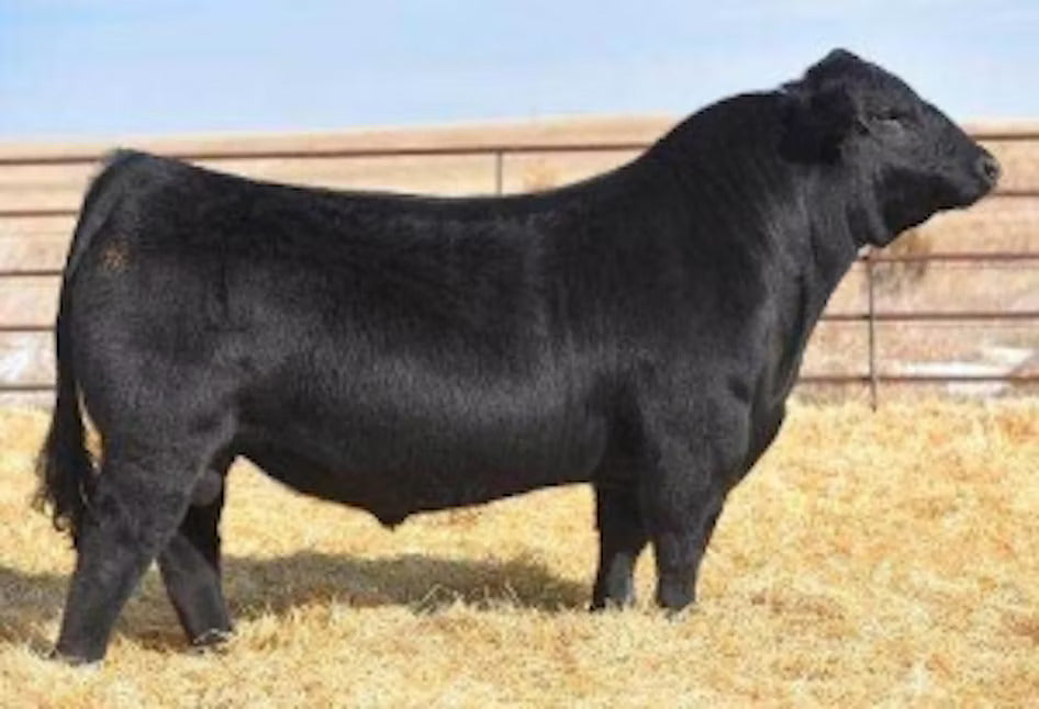 TKCC Carver 65C Bull Semen - Genesource