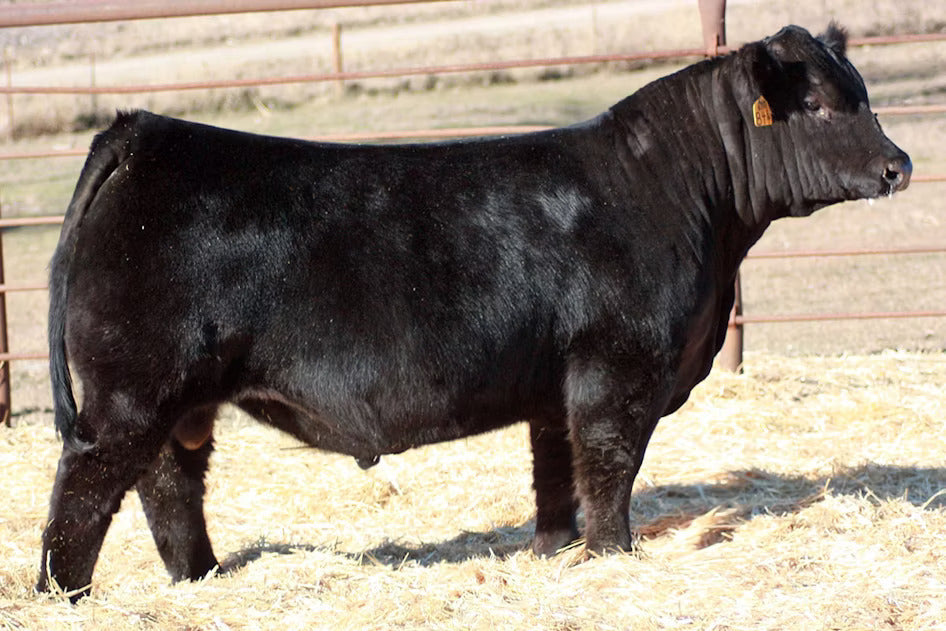 W/C Night Watch 84E Bull Semen - Genesource