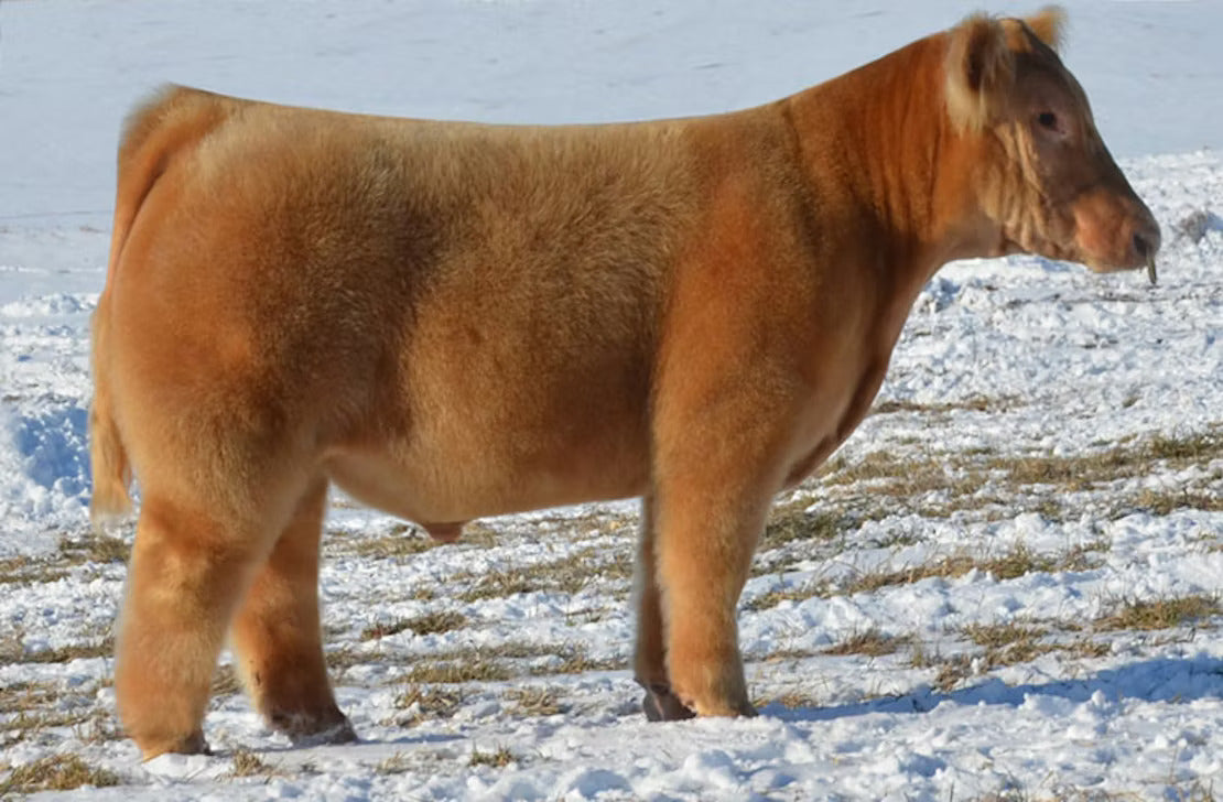 Hawkeye Bull Semen * Genesource