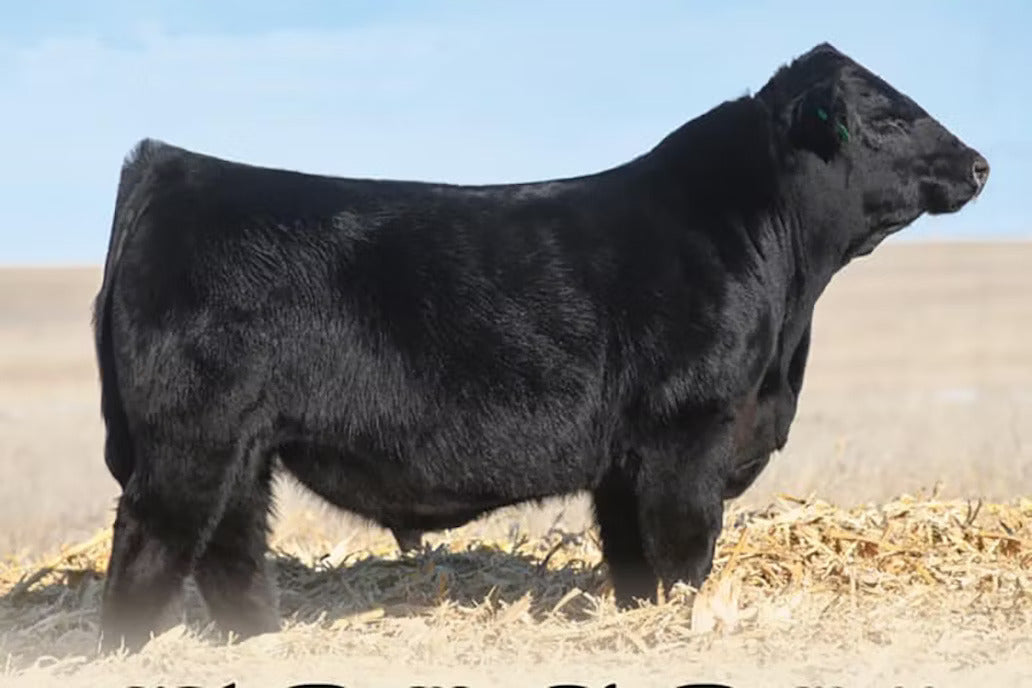 KCC1 Folsom 512F Bull Semen * Genesource