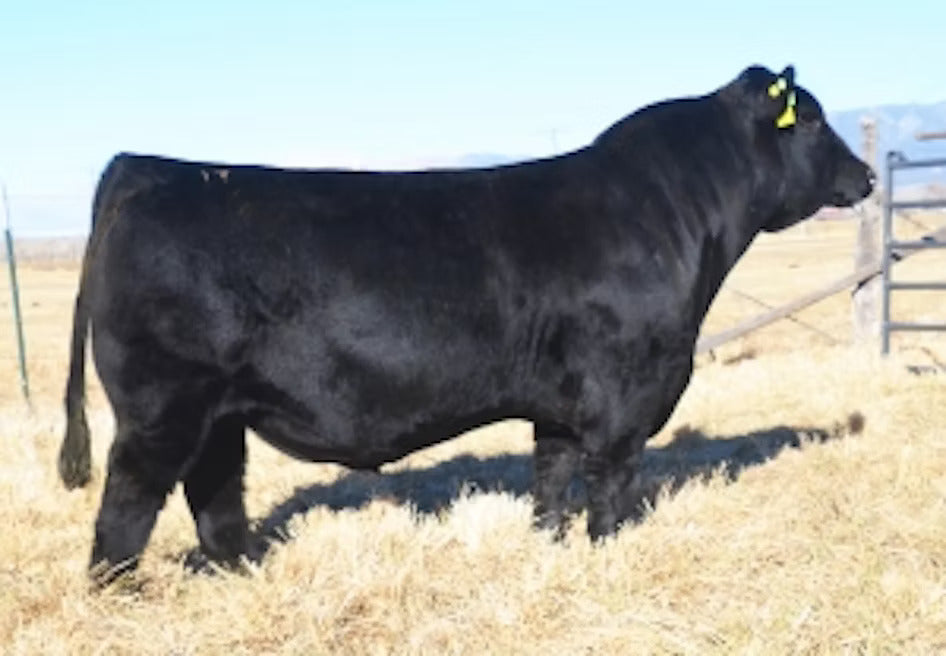 THSF Lover Boy B33 Bull Semen - Genesource