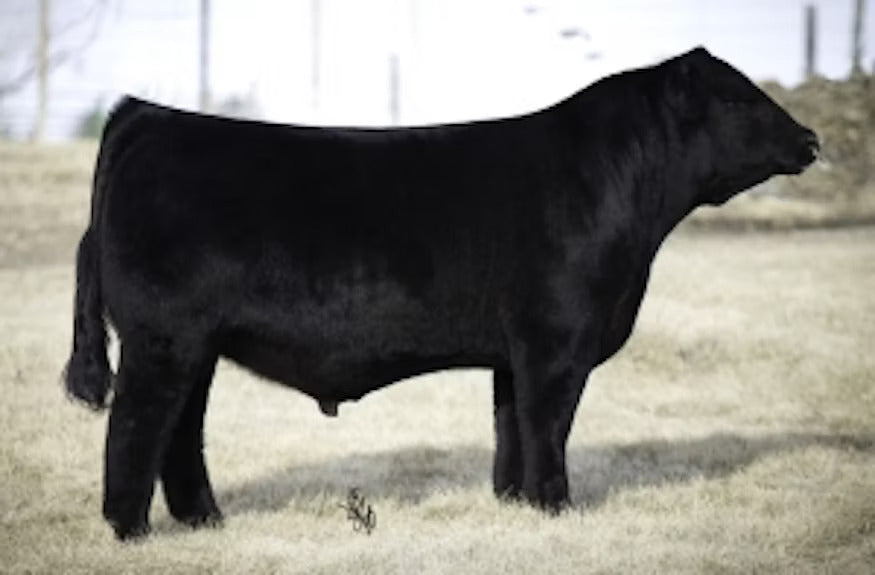 Ruby SWC Battle Cry 431B Bull Semen * Genesource