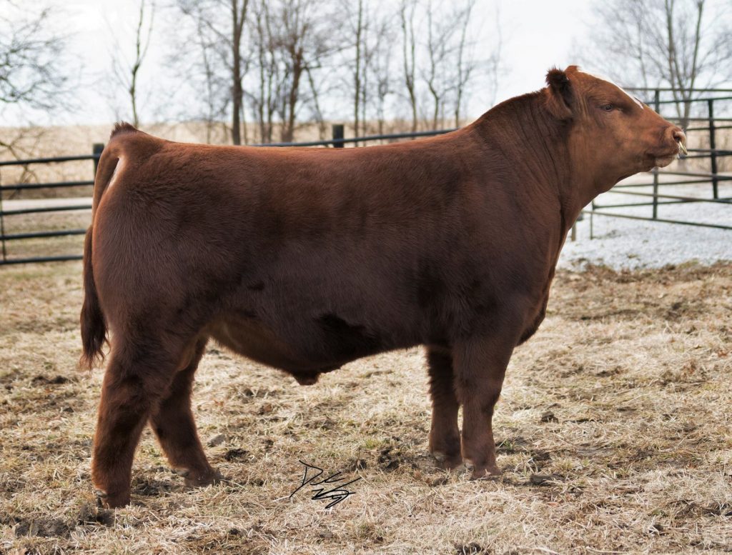 Wolfe War Hero F6 Bull Semen - Genesource