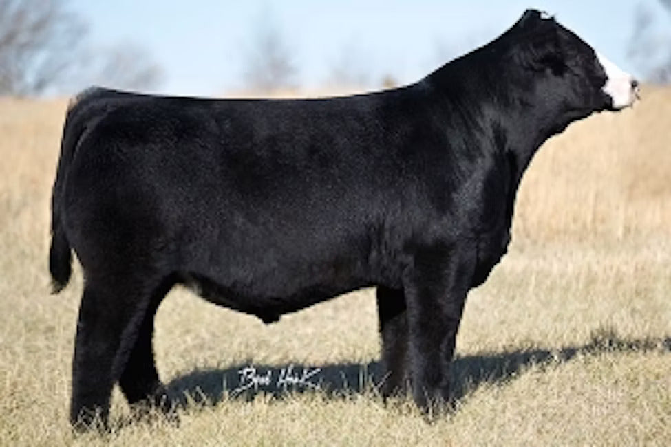 LLSF Addiction AY792 Bull Semen * Genesource
