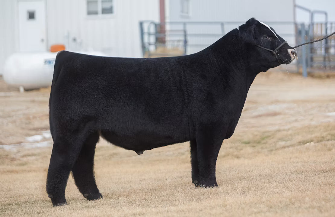 Heck The Outsider 64A Bull Semen * Genesource