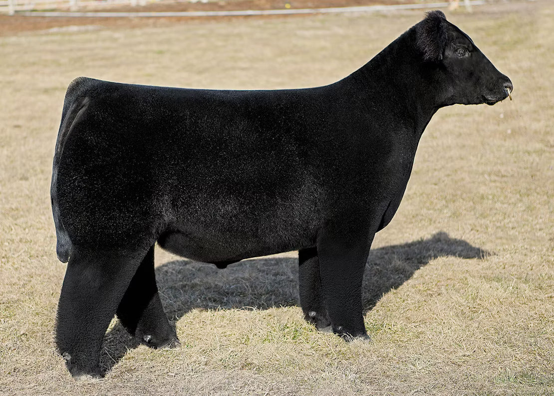 Heroes And Legends Bull Semen * Genesource