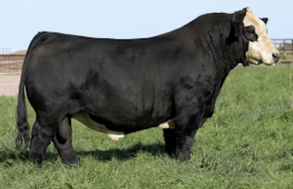 W/C Bankroll 811D Bull Semen - Genesource