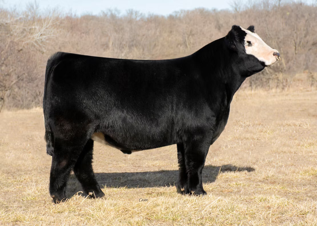 SB/LZF Hector 006H Bull Semen * Genesource