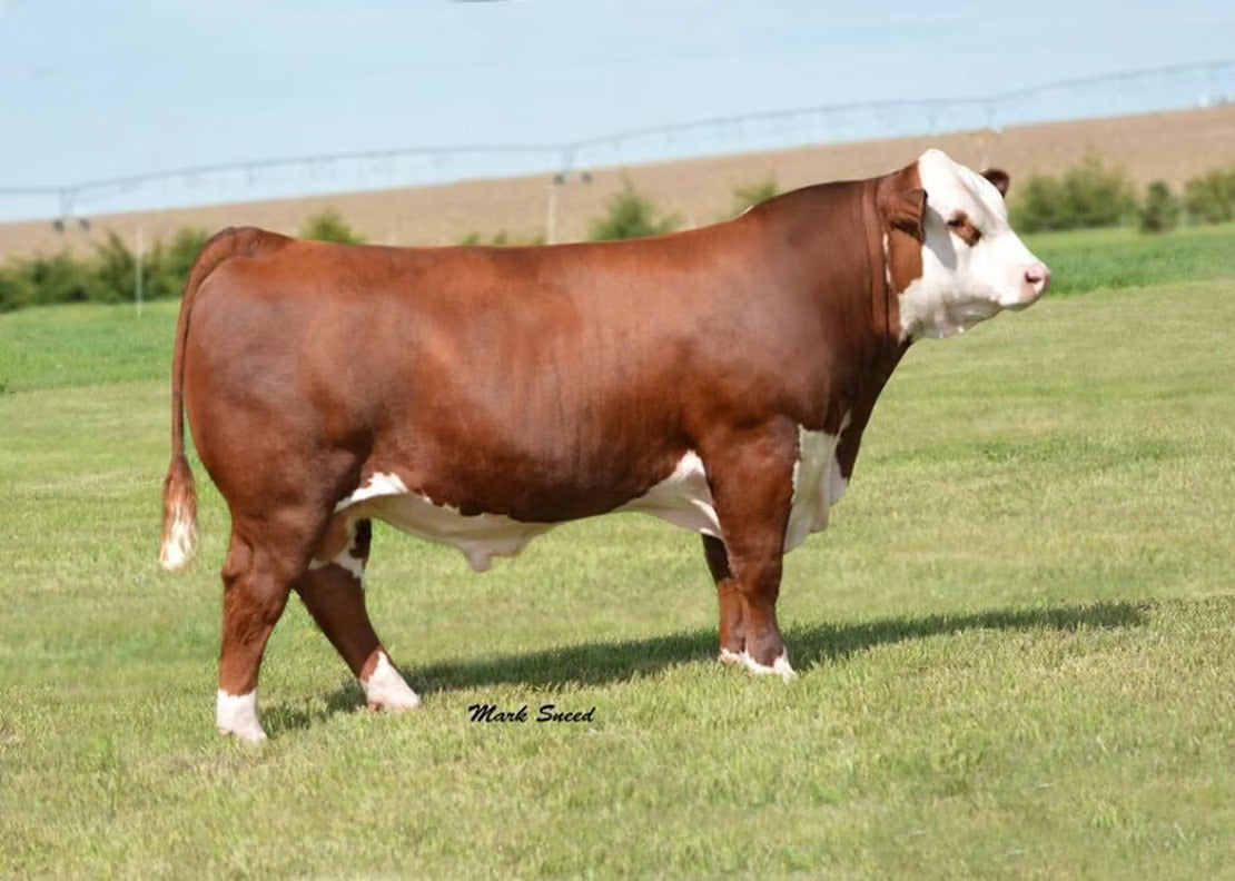 R Leader 6964