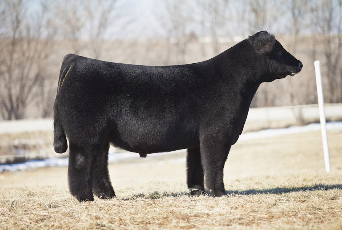 Fu Man Chu Bull Semen * Genesource