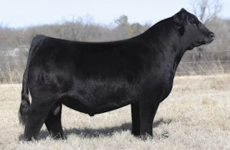 WHF Double Up G365 Bull Semen - Genesource